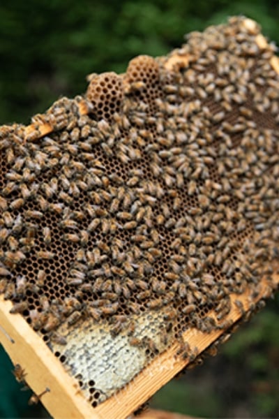 Hachiiku®: Spreading the message about local nature through honeybees