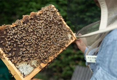 環境学習プログラム