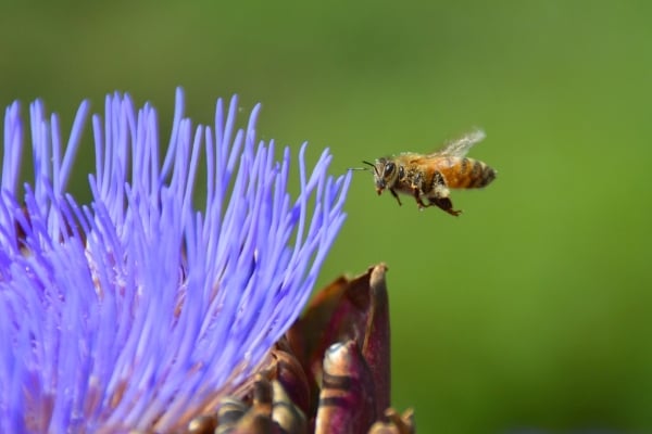「生物多様性のための 30by30 アライアンス」ロゴマーク
