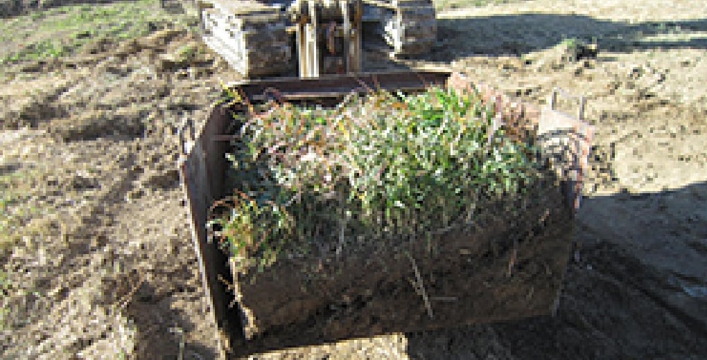 表土ブロック移植工法：樹木を根株として表土ブロックを採取する様子