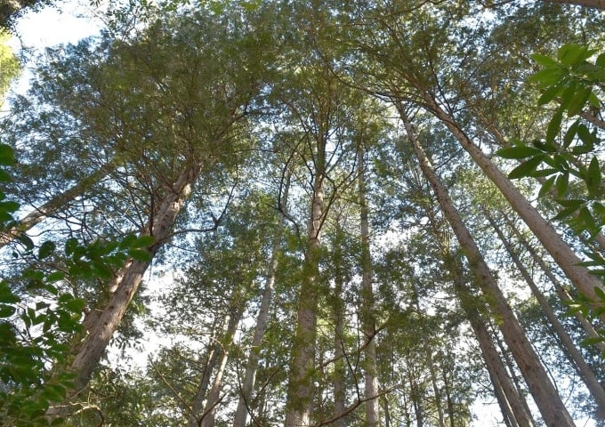 調査・企画（コンサルティング）のイメージ画像