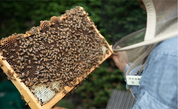 環境学習プログラム「はち育®」～地域の自然を伝える～