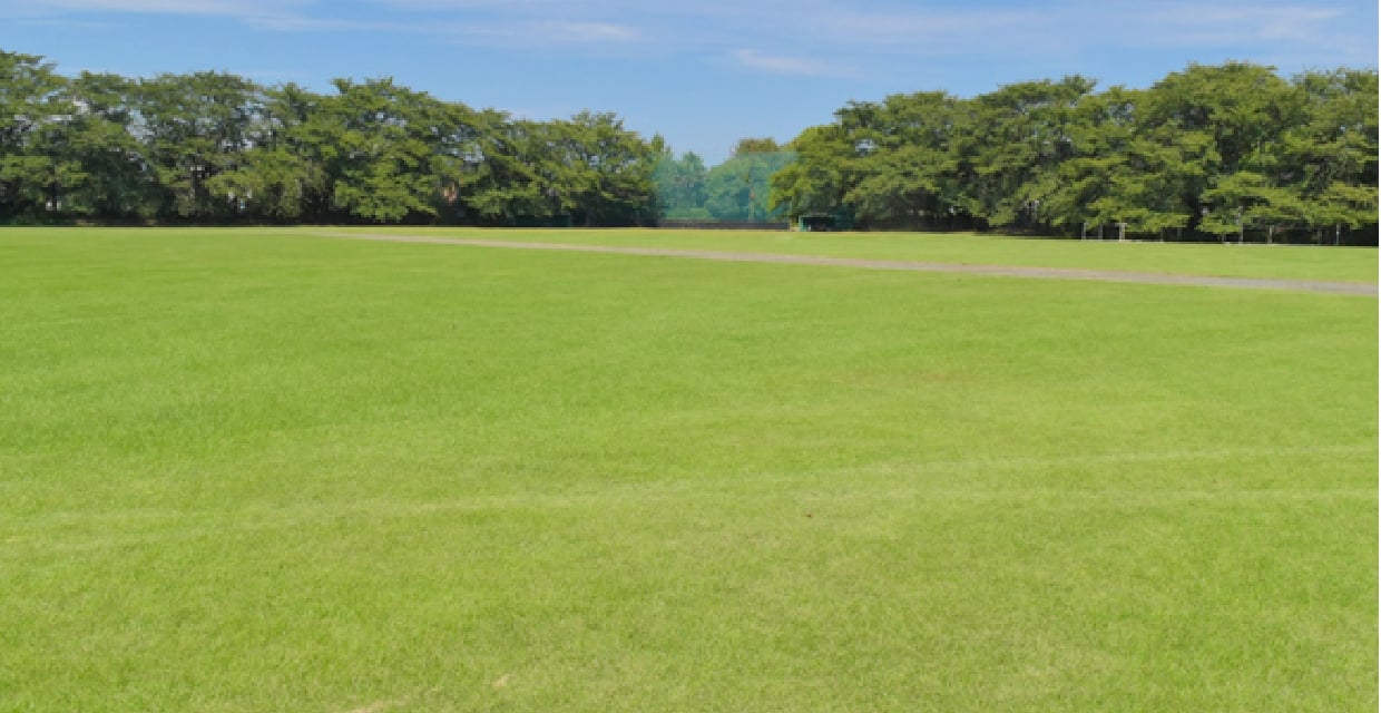 ターフマネジメント