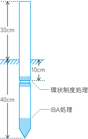 幹の挿し木工法