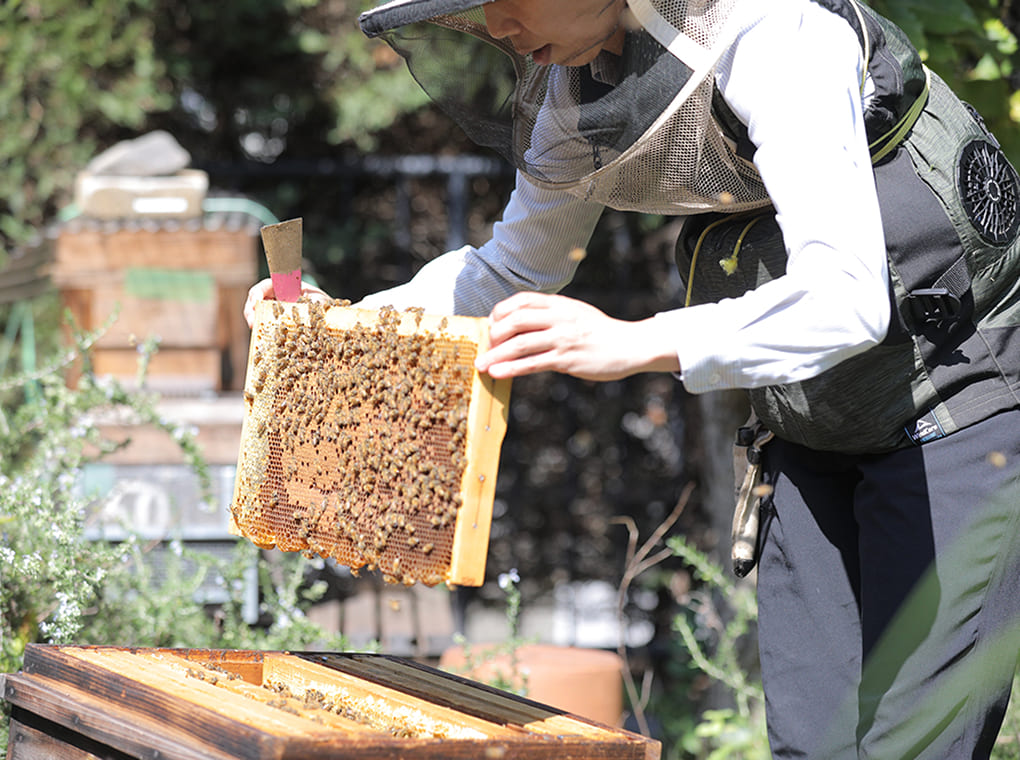 「はち育®」の活動イメージ