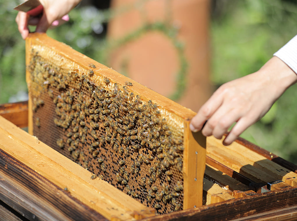 みつばちの飼育