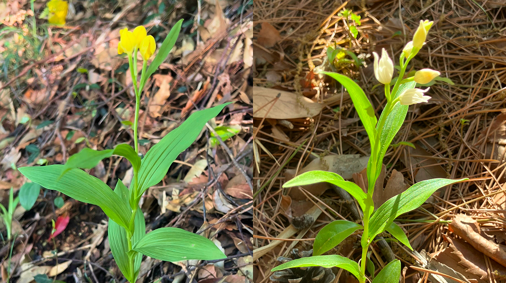 みどりのポテンシャルを分析し、データを活用