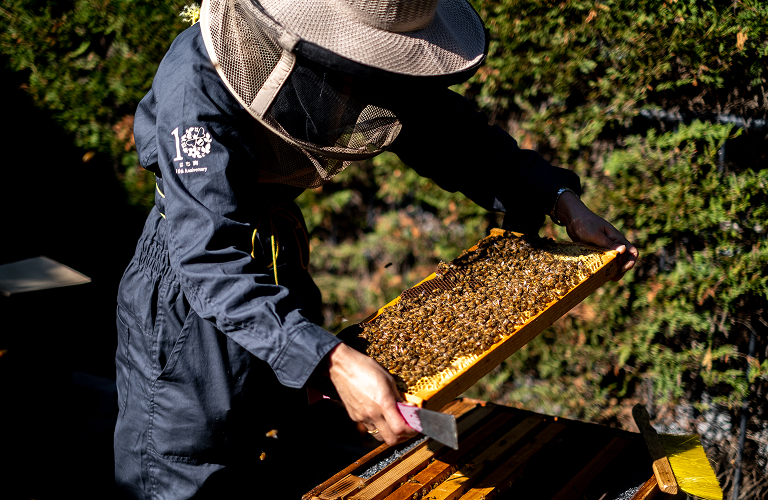 「はち育®」～地域の自然を伝える～