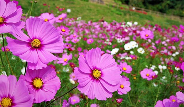 横須賀市くりはま花の国