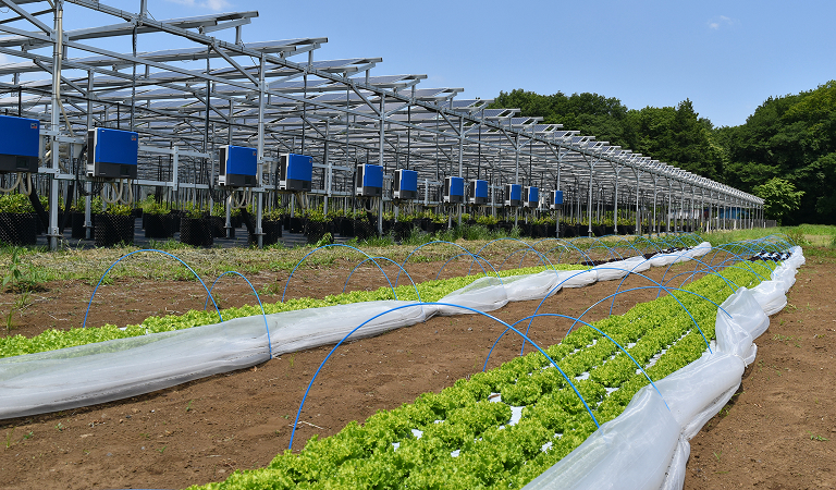 西武アグリパーク所沢（所沢北岩岡太陽光発電所）