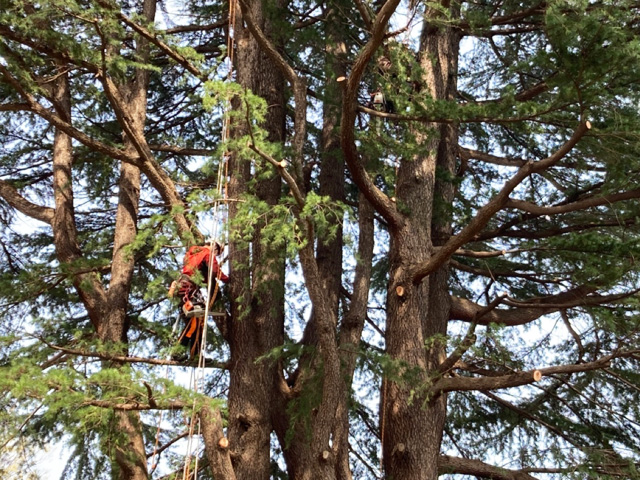 ツリークライミングによる高所作業の様子