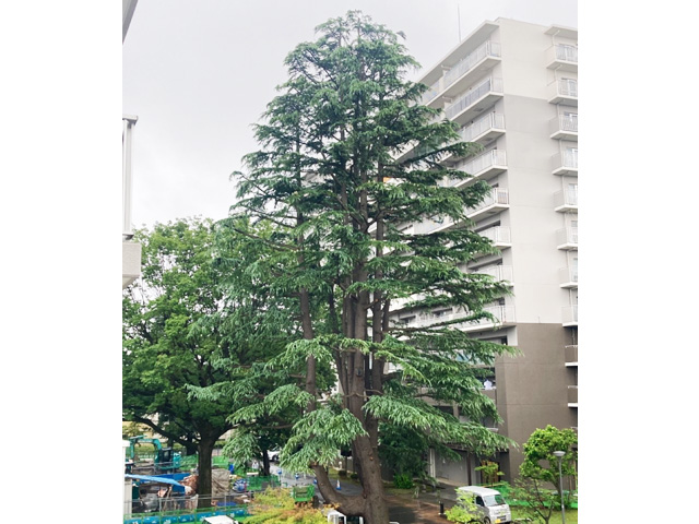 ヒマラヤスギ（施工後）