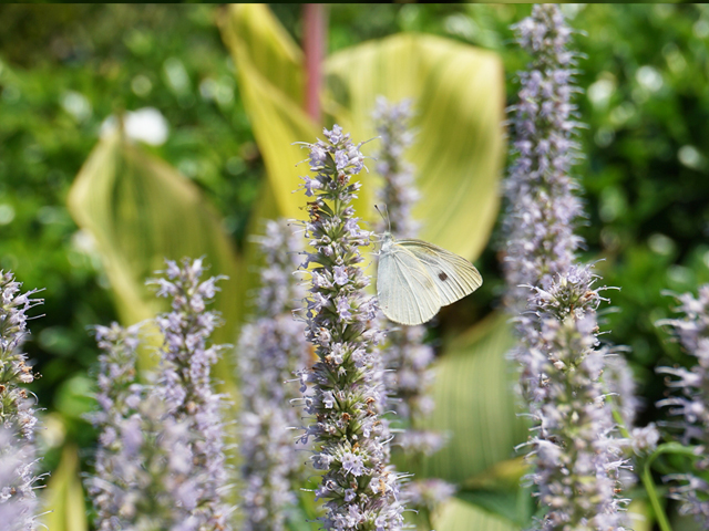 昆虫たちも集まるガーデンづくり