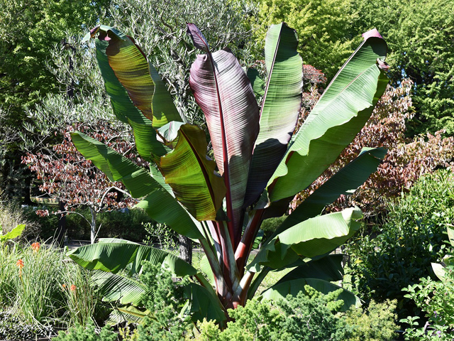 亜熱帯植物が力強く生きる魅力的な姿