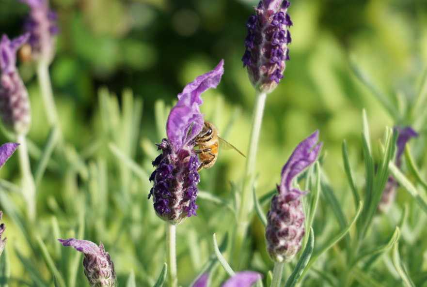 横浜市アメリカ山公園②
