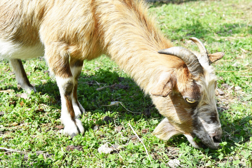 ヤギによる除草